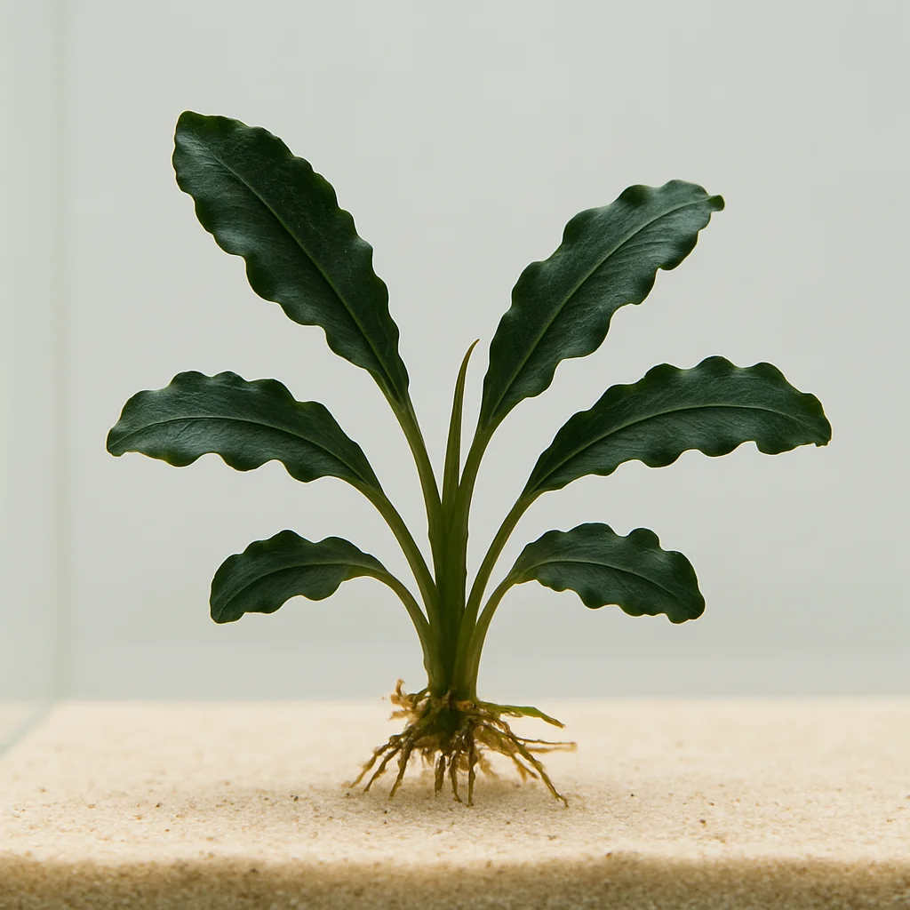 Dalgalı Bucephalandra